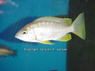 Mchenga flavimanus Lundo