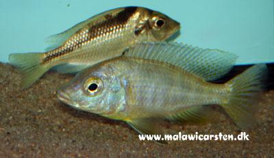 Mylochromis incola Chidunga Rocks