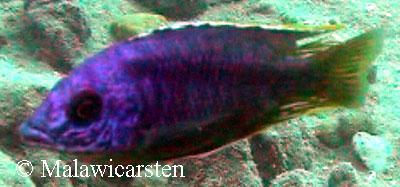 Mylochromis mollis Usisya