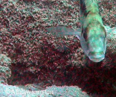 Mylochromis mollis Usisya