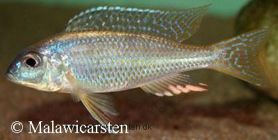 Mylochromis sp."Torpedo Blue" Ntekete