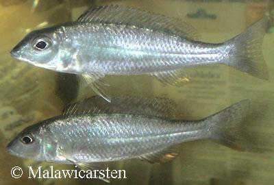 Mylochromis sp."Torpedo Blue" Ntekete