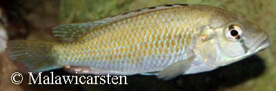 Astatotilapia calliptera Chizumulu, Chizumulu Island