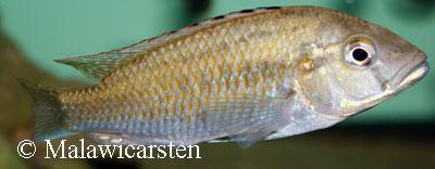 Astatotilapia calliptera Chizumulu, Chizumulu Island