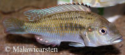 Astatotilapia calliptera Chizumulu, Chizumulu Island