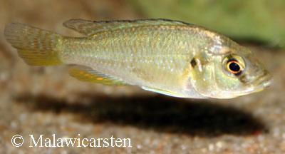 Astatotilapia calliptera Chizumulu, Chizumulu Island