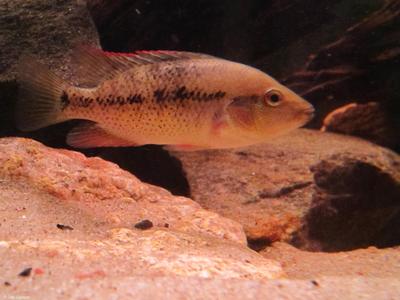 Herichthys sp. White Labridens. Rio Tamasopo. Mexico