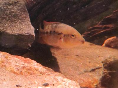 Herichthys sp. White Labridens. Rio Tamasopo. Mexico