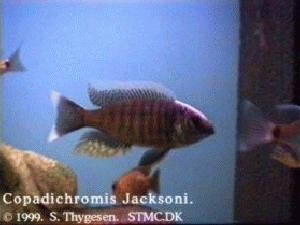 Jacksoni Han