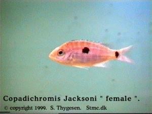 Jacksoni Hun