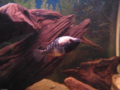 Herichthys sp. White Labridens. Rio Tamasopo. Mexico