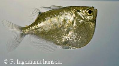 Thoracocharax securis