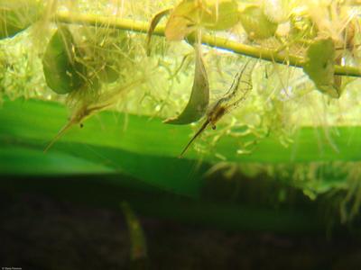 Caridina gracilirostris