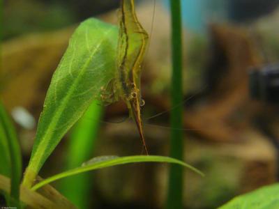 Caridina gracilirostris