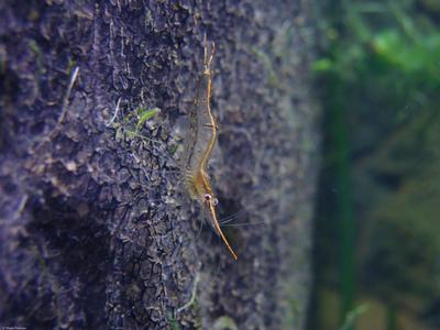 Caridina gracilirostris