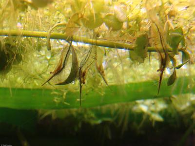 Caridina gracilirostris