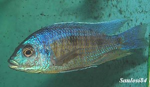 Narungu