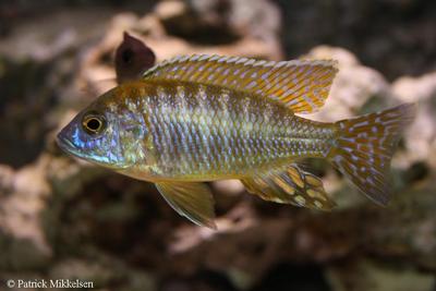 Aulonocara stuartgranti