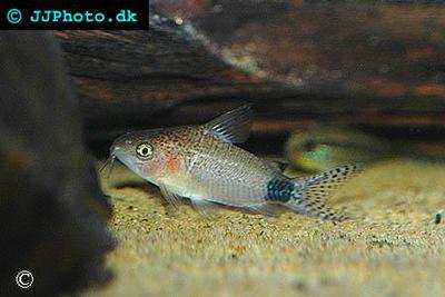 Corydoras  guapore