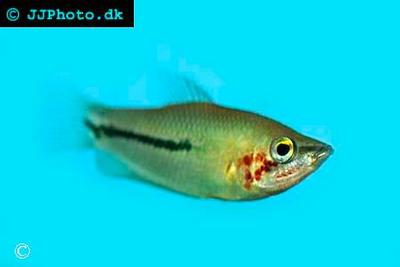 Sphaerichthys acrostoma