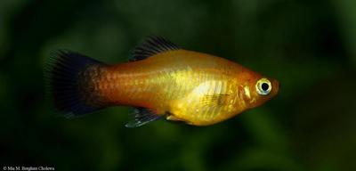 Xiphophorus maculatus