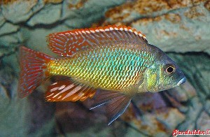 Tetrastigma han