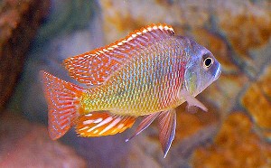Tetrastigma han