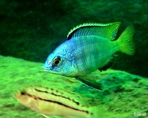 Jalo Reef