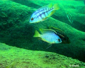 Jalo Reef