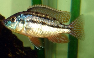 Ung han, 6-7 cm