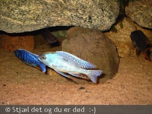 Et billede af den han jeg havde tidligere