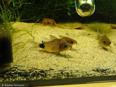 Corydoras  guapore