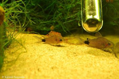 Corydoras  guapore