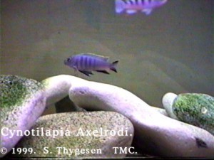 C. Axelrodi