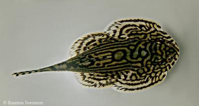 Sewellia lineolata