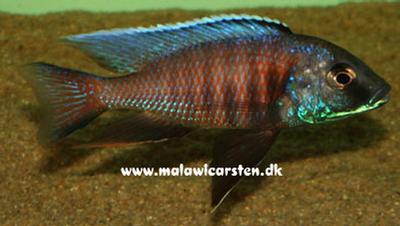 Copadichromis sp. "Kawanga" Mbowe Island
