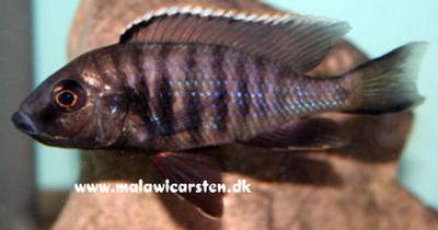 Copadichromis sp. "Kawanga" Mbowe Island
