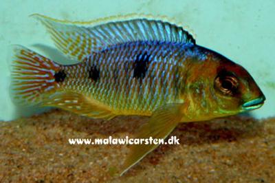 Otopharynx sp. "Auromarginatus Goldhead" Metangula Mozambique
