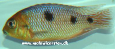 Otopharynx sp. "Auromarginatus Goldhead" Metangula Mozambique