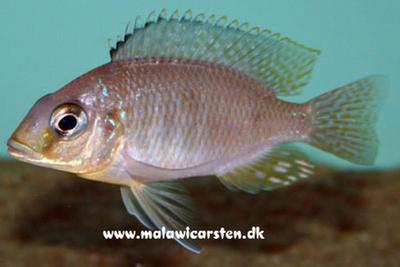 Otopharynx sp. "Auromarginatus Goldhead" Minos Reef Mozambique