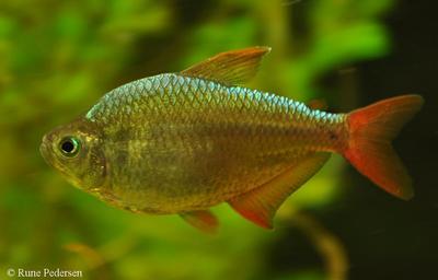 Hyphessobrycon columbianus