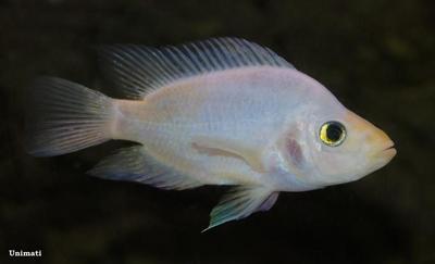 Amphilophus xiloaensis