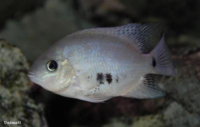 Cichlasoma pearsei