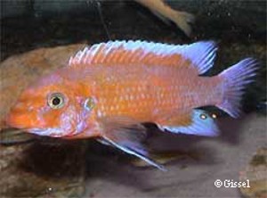 Chilumba