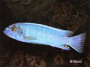Minos Reef