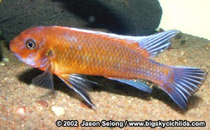 Mphanga Red
