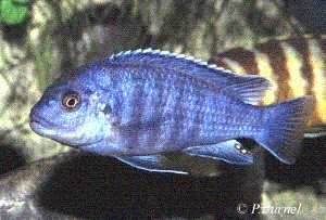 Freibergi