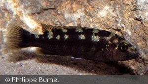 Melanochromis baliodigma