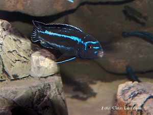 Cyaneorhabdos 2
