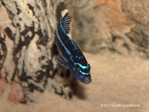 Cyaneorhabdos 3